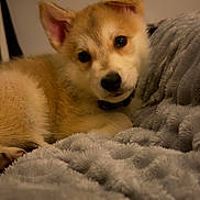 Ziggy joined the competition — help win amazing prizes! animal, blanket, brown_fur, collar, cozy, curious, cute, dog, fur, home, indoor, pet, portrait, puppy, relaxed, resting, soft_lighting, white_fur, window, young_dog