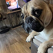 Phoebe is registered to the contest to win money with this photo: french_bulldog, dog, pet, close_up, face, ears, paws, couch, living_room, floor, television, furniture, wood_floor, indoor, animal, domestic_animal, canine, watching, resting, home