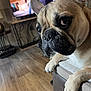 french_bulldog, dog, pet, close_up, face, ears, paws, couch, living_room, floor, television, furniture, wood_floor, indoor, animal, domestic_animal, canine, watching, resting, home