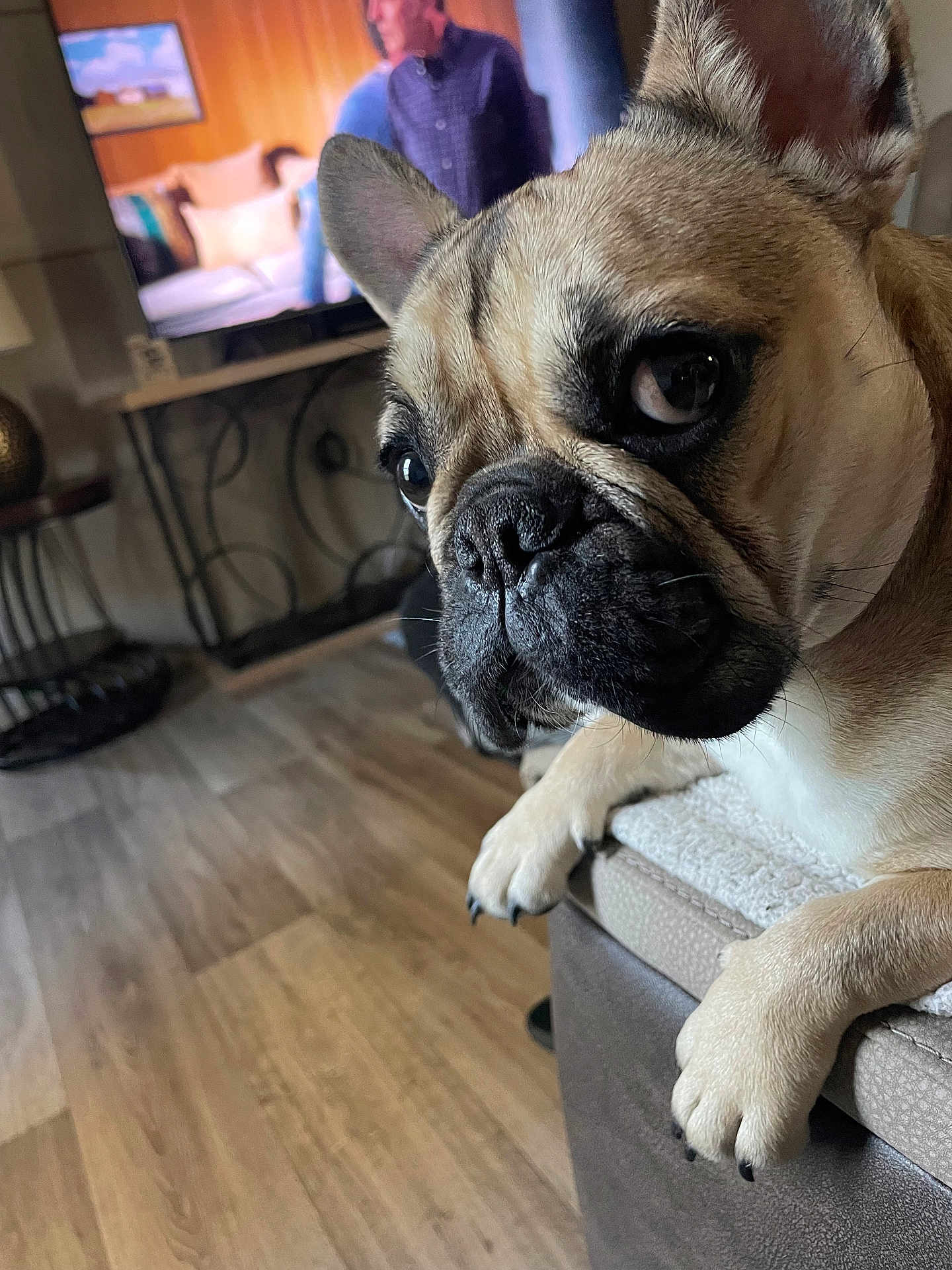 Phoebe is registered to the contest to win money with this photo: french_bulldog, dog, pet, close_up, face, ears, paws, couch, living_room, floor, television, furniture, wood_floor, indoor, animal, domestic_animal, canine, watching, resting, home