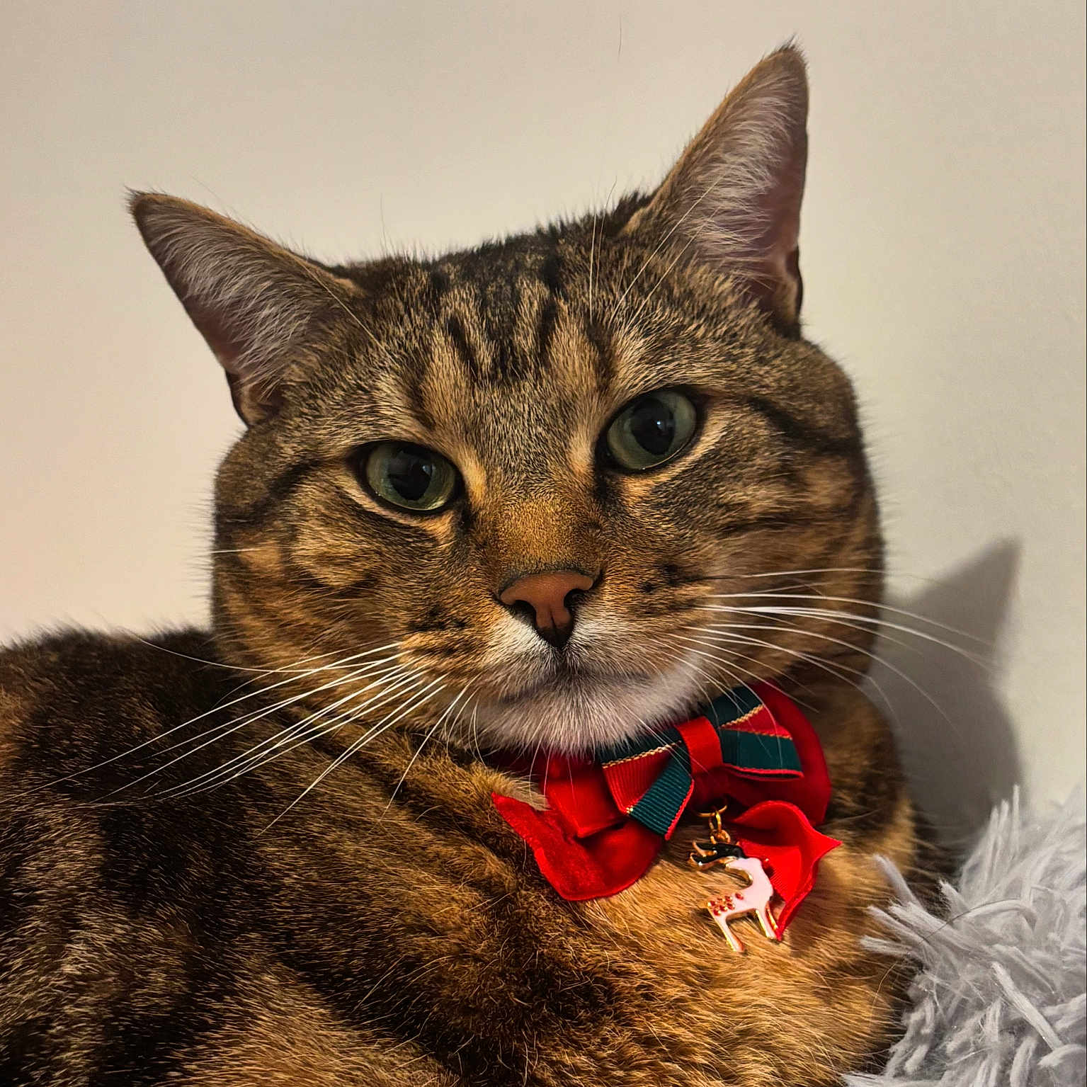 Simba participe au concours pour gagner de l'argent avec cette photo : abyssinian, accessories, animal, bodypart, cat, collar, egyptiancat, formalwear, gold, harness, kitten, leash, manx, mouth, necktie, person, pet, strap, tie, tongue