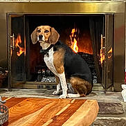 Sweet Pea joined the competition — help win amazing prizes! animal, beagle, collar, cozy, dog, domestic, ears, fire, fireplace, fur, home, indoor, mammal, pet, relaxed, sitting, snout, stone_wall, warmth, wooden_table