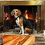animal, beagle, collar, cozy, dog, domestic, ears, fire, fireplace, fur, home, indoor, mammal, pet, relaxed, sitting, snout, stone_wall, warmth, wooden_table