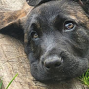 Utah participe au concours pour gagner de l'argent avec cette photo : animal, black_dog, canine, close_up, cute, dog, expression, eyes, fur, grass, head, nature, outdoor, peaceful, pet, portrait, puppy, resting, wood, young_dog