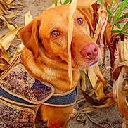 Daisy joined the competition — help win amazing prizes! dog, animal, pet, canine, brown, fur, vest, camouflage, nature, autumn, leaves, outdoor, ground, curious, closeup, portrait, ears, snout, eyes, daylight