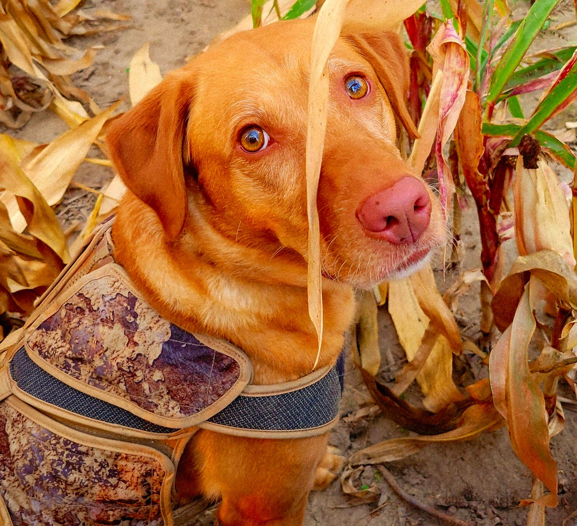 Daisy joined the competition — help win amazing prizes! dog, animal, pet, canine, brown, fur, vest, camouflage, nature, autumn, leaves, outdoor, ground, curious, closeup, portrait, ears, snout, eyes, daylight