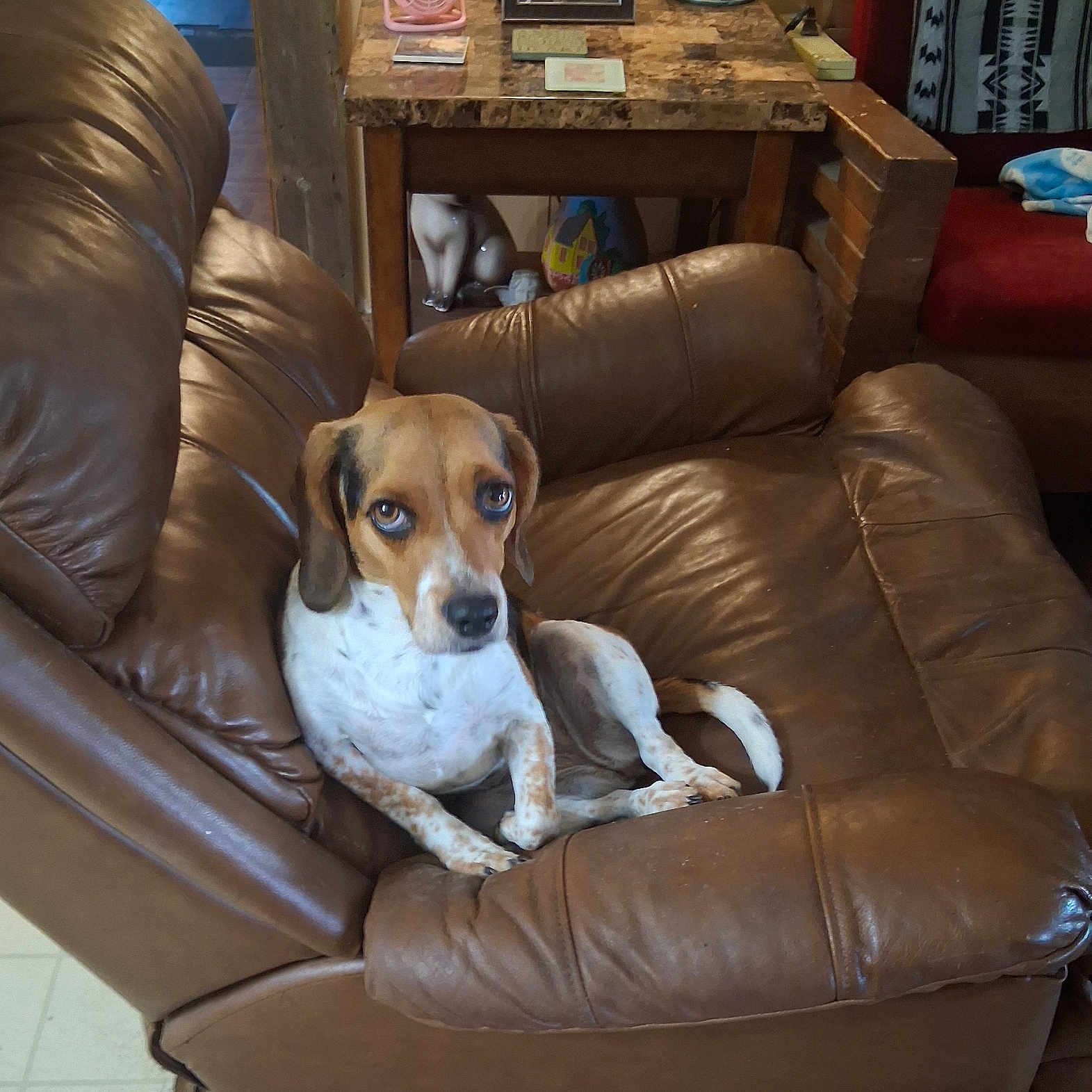 Harlee joined the competition — help win amazing prizes! animal, brown_leather_chair, canine, comfort, cozy, decor, dog, domestic, fan, flooring, framed_photo, home_interior, indoor, living_room, pet, relaxing, resting, seat, table, wooden_furniture