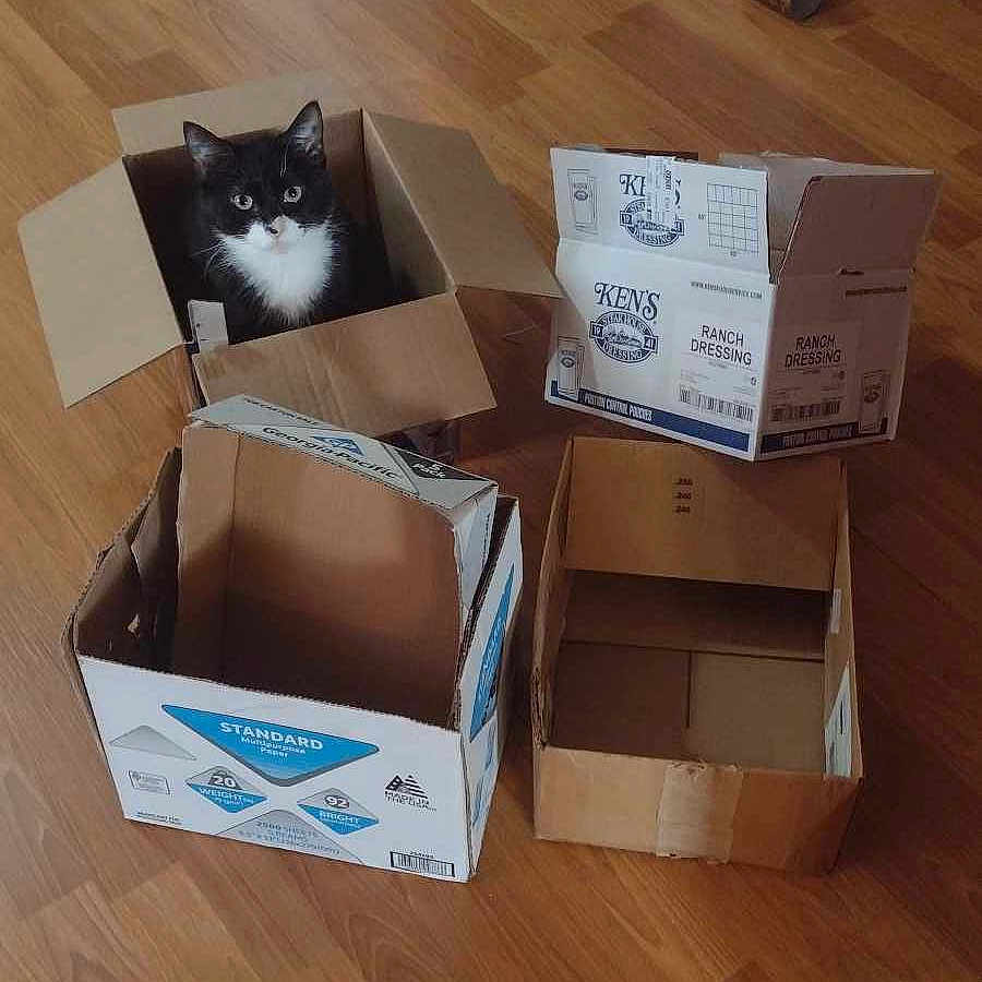 Dumbledore is registered to the contest to win money with this photo: box, cardboard, carnivore, carton, cat, felidae, flooring, font, hardwood, package_delivery, packaging_and_labeling, packing_materials, paper_product, plywood, rectangle, shipping_box, small_to_medium_sized_cats, whiskers, white, wood