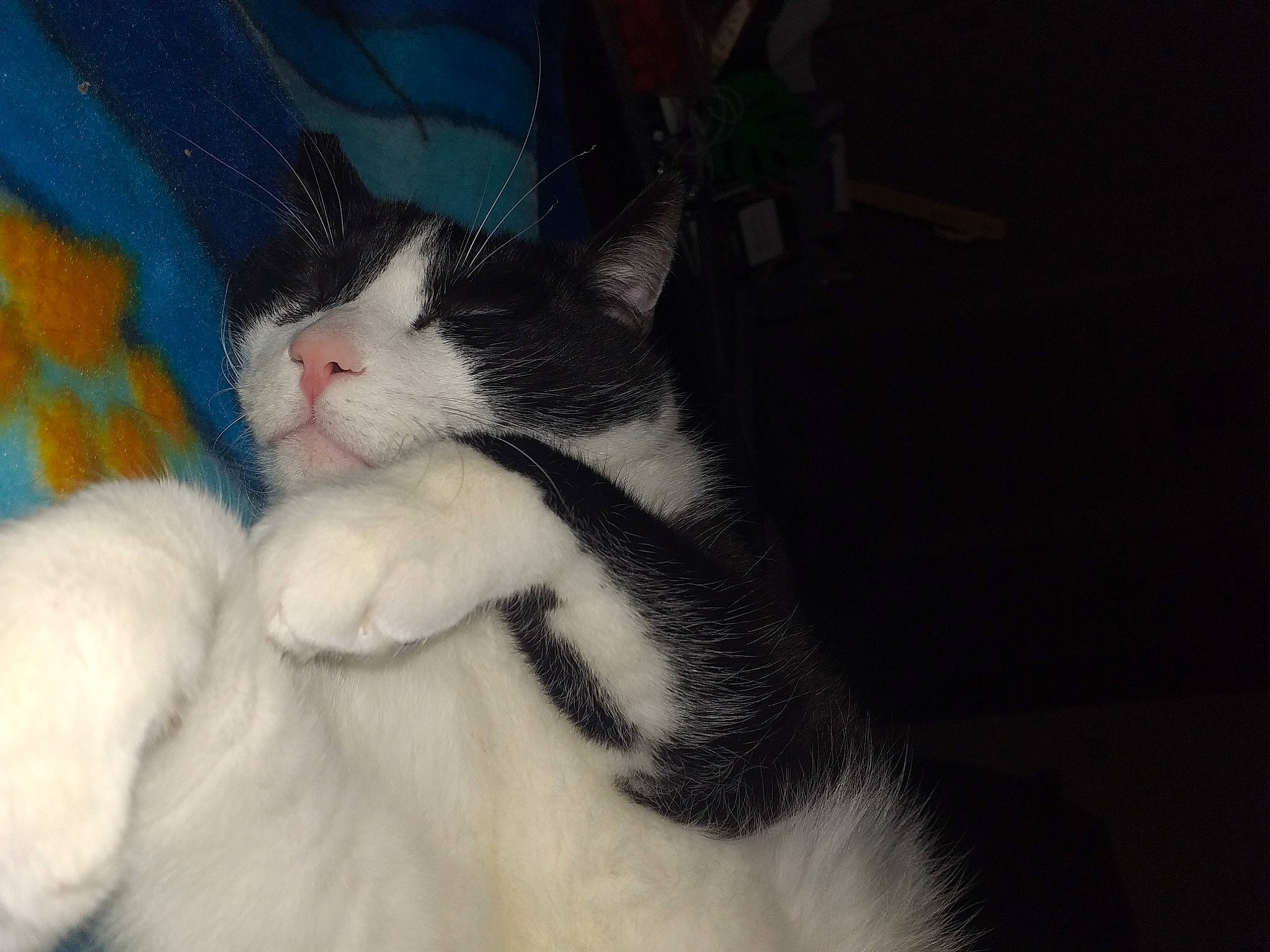 Igloo participe au concours pour gagner de l'argent avec cette photo : carnivore, cat, claw, comfort, darkness, domestic_short_haired_cat, eye, felidae, foot, fur, gesture, iris, lap, leg, paw, small_to_medium_sized_cats, snout, tail, whiskers