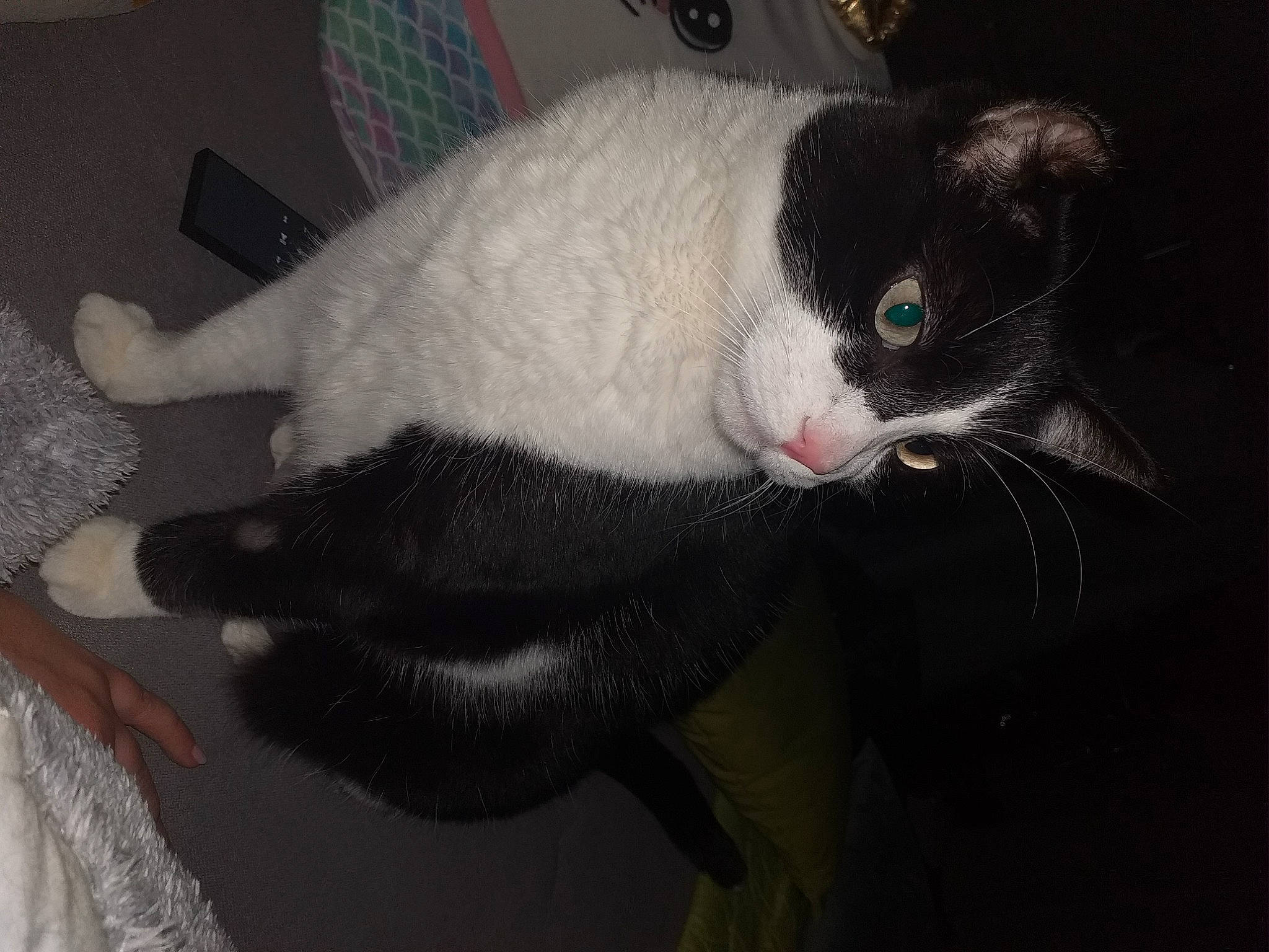 Igloo participe au concours pour gagner de l'argent avec cette photo : carnivore, cat, comfort, domestic_short_haired_cat, felidae, fur, paw, small_to_medium_sized_cats, snout, tail, whiskers