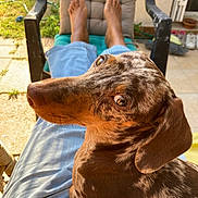 Cannelle participe au concours pour gagner de l'argent avec cette photo : dog, dachshund, pet, animal, brown_coat, speckled, outdoor, sunlight, person, lap, chair, cushion, relaxing, casual, pavement, grass, footwear, hose, garden, home