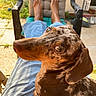 dog, dachshund, pet, animal, brown_coat, speckled, outdoor, sunlight, person, lap, chair, cushion, relaxing, casual, pavement, grass, footwear, hose, garden, home