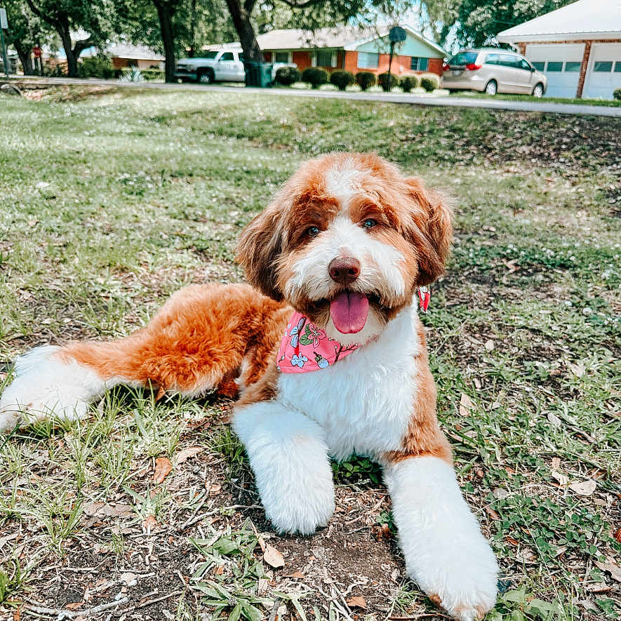Ozzie is registered to the contest to win money with this photo: animal, architecture, building, canine, dog, face, grass, head, nature, outdoors, park, person, pet, photography, plant, portrait, puppy, shelter, tree, vegetation