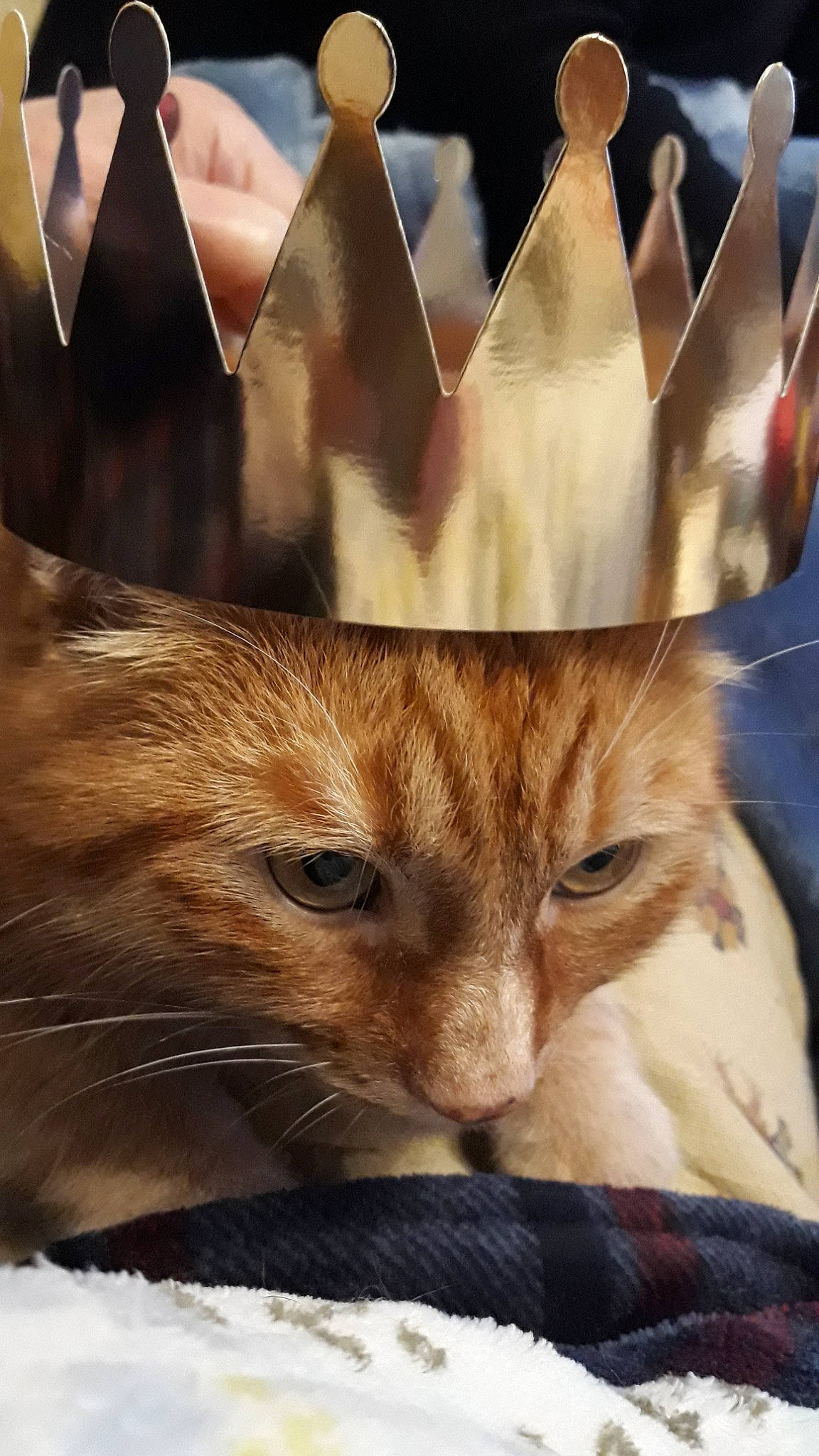 Jacob participe au concours pour gagner de l'argent avec cette photo : carnivore, cat, fawn, felidae, fur, kitten, small_to_medium_sized_cats, snout, whiskers