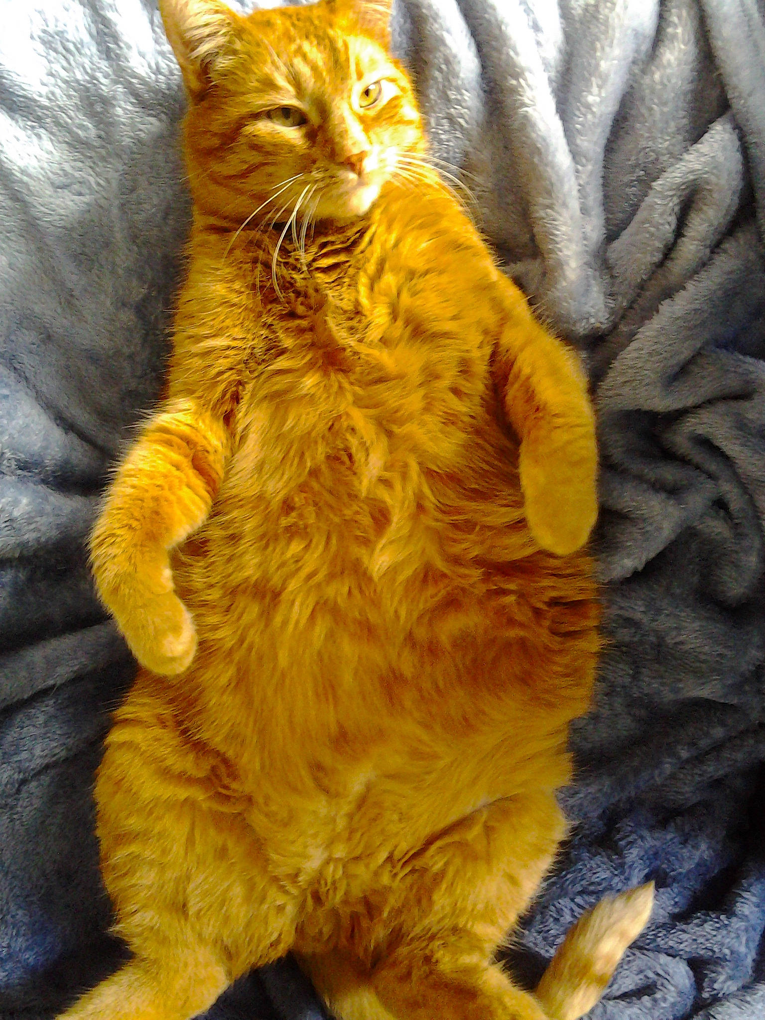 Jacob a rejoint le concours — aidez-le/la à gagner de superbes lots ! asian, carnivore, cat, claw, domestic_short_haired_cat, european_shorthair, felidae, fur, german_rex, kitten, kurilian_bobtail, paw, small_to_medium_sized_cats, tabby_cat, tail, whiskers, yellow