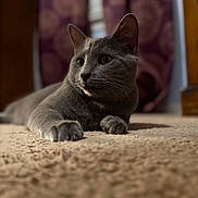 Smoke joined the competition — help win amazing prizes! animal, blurred_background, carpet, cat, closeup, cozy, cute, domestic, ears, feline, fur, gray_cat, indoor, lying_down, paws, pet, portrait, relaxed, soft_light, whiskers