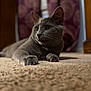 animal, blurred_background, carpet, cat, closeup, cozy, cute, domestic, ears, feline, fur, gray_cat, indoor, lying_down, paws, pet, portrait, relaxed, soft_light, whiskers