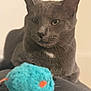 animal, blurred_background, cat, closeup, cute, domestic_cat, focus, fur, fuzzy_toy, gray_cat, indoor, mammal, pet, playful, relaxed, resting, small_toy, soft_texture, toy_mouse, whiskers
