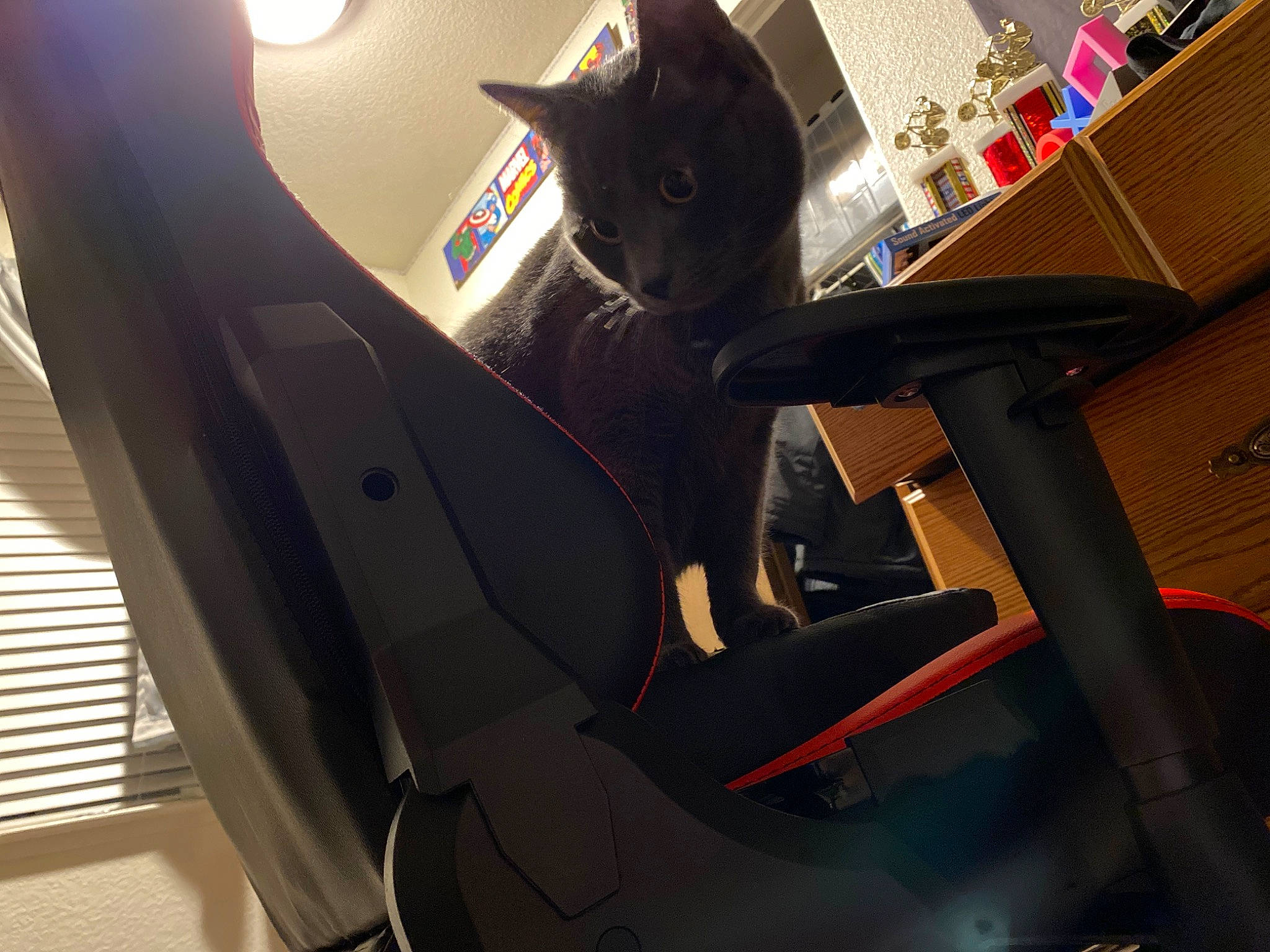 Kiki joined the competition — help win amazing prizes! audio_equipment, auto_part, automotive_design, automotive_exterior, automotive_lighting, automotive_tire, automotive_window_part, carmine, carnivore, cat, felidae, light, motor_vehicle, personal_luxury_car, personal_protective_equipment, plant, small_to_medium_sized_cats, vehicle, vehicle_door, whiskers