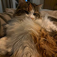 Sirius a rejoint le concours — aidez-le/la à gagner de superbes lots ! cat, fluffy, fur, indoor, pet, animal, cozy, relaxed, sleepy, closeup, brown, white, soft, bed, resting, domestic, whiskers, feline, warm, blurred_background
