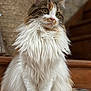 cat, fluffy, long_hair, sitting, stairs, indoor, pet, animal, curious, white_fur, brown_fur, tabby, whiskers, close_up, portrait, feline, cute, domestic_cat, relaxed, wood