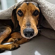 Rocky a rejoint le concours — aidez-le/la à gagner de superbes lots ! animal, black, blanket, brown, canine, close_up, cozy, cute, dog, face, fur, indoor, pet, portrait, relaxed, resting, sleepy, snout, soft_texture, whiskers
