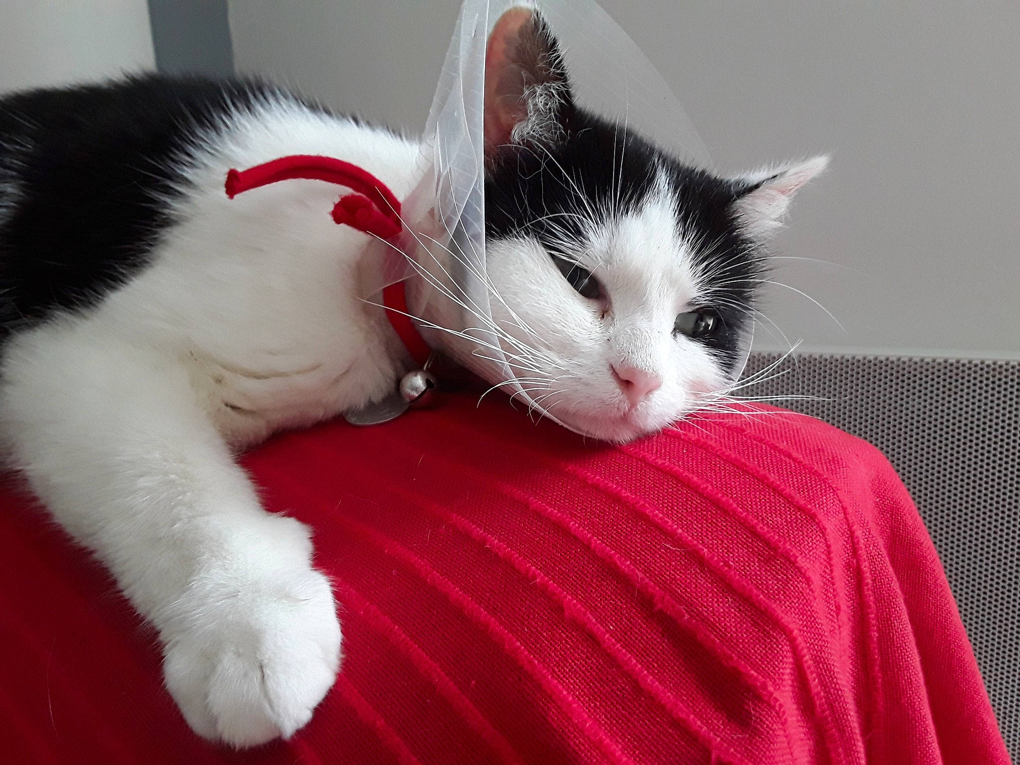 Liberty a rejoint le concours — aidez-le/la à gagner de superbes lots ! american_wirehair, asian, black_and_white, carnivore, cat, claw, domestic_short_haired_cat, felidae, fur, japanese_bobtail, kitten, mammal, nap, paw, polydactyl_cat, small_to_medium_sized_cats, snout, tail, whiskers