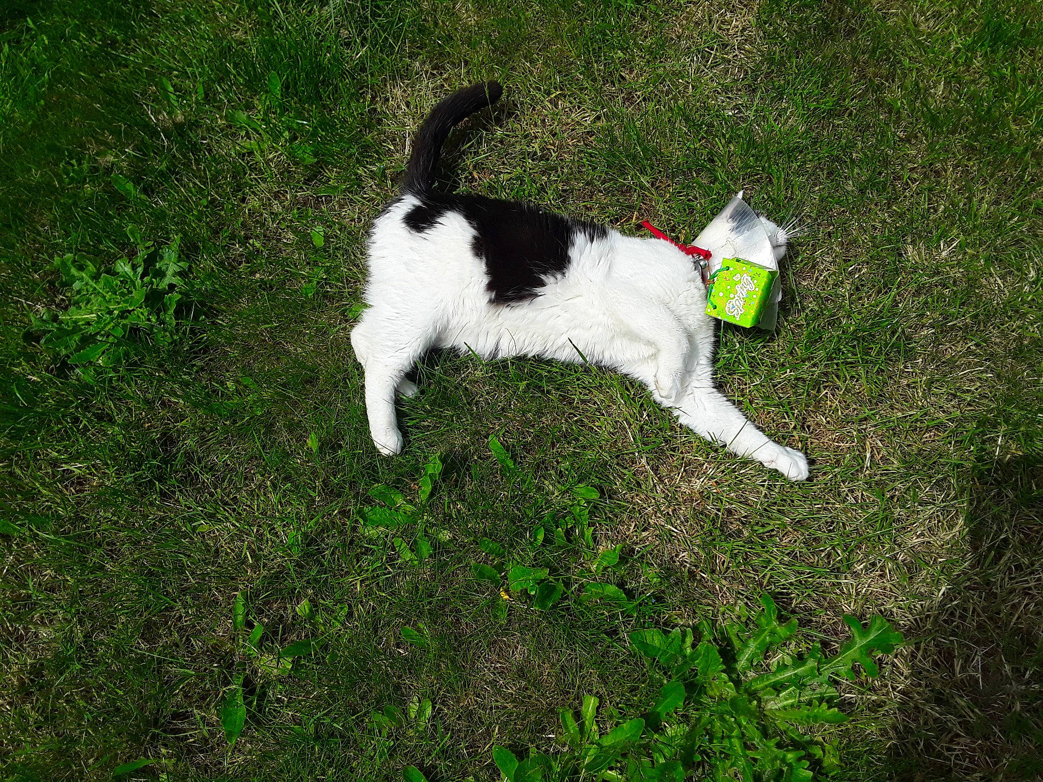 Liberty a rejoint le concours — aidez-le/la à gagner de superbes lots ! canidae, carnivore, companion_dog, dog, dog_breed, grass, mammal, sporting_group, tail, terrier