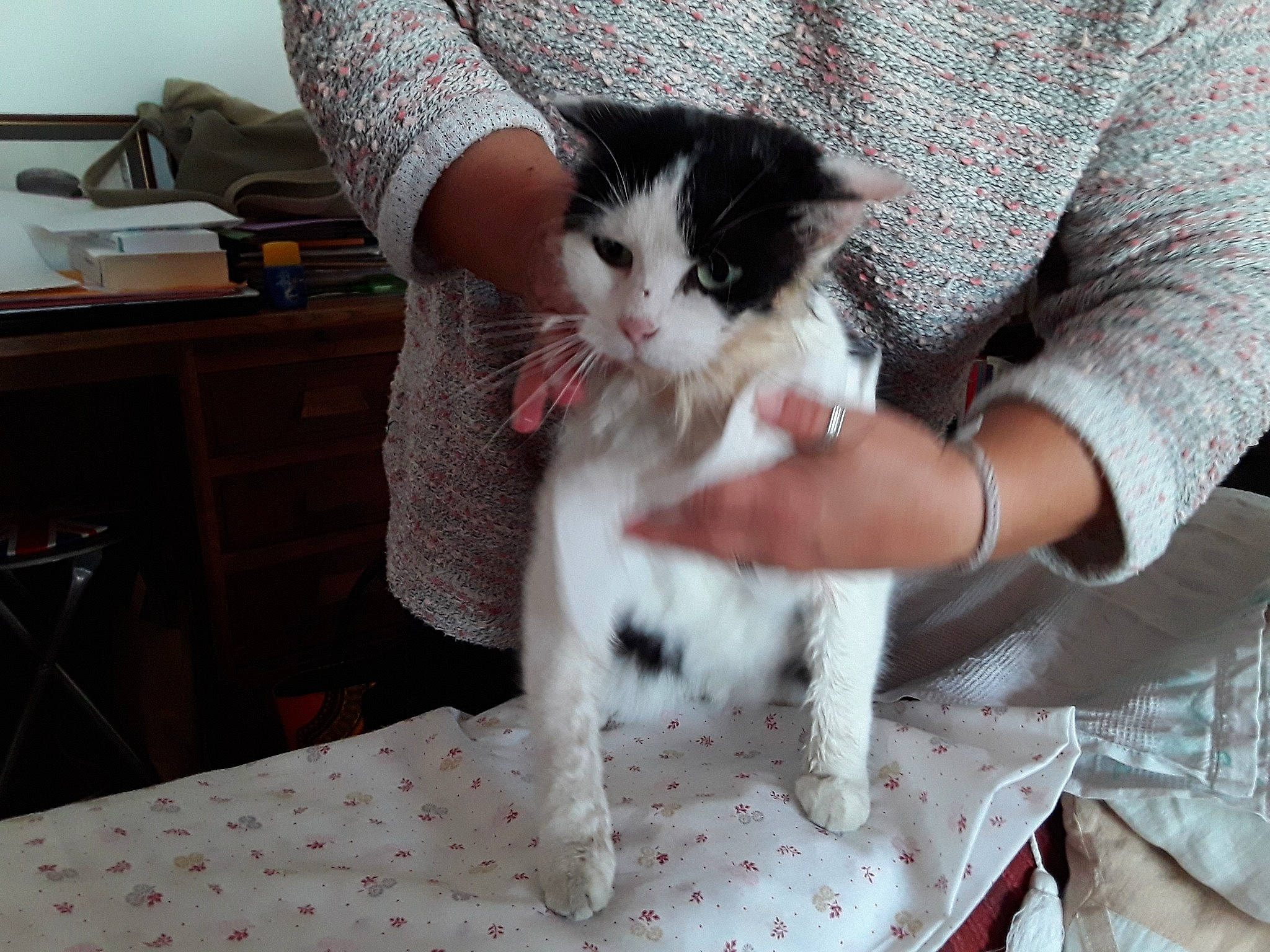 Liberty participe au concours pour gagner de l'argent avec cette photo : aegean_cat, american_wirehair, asian, carnivore, cat, claw, domestic_short_haired_cat, european_shorthair, felidae, hand, kitten, mammal, munchkin, norwegian_forest_cat, polydactyl_cat, small_to_medium_sized_cats, whiskers