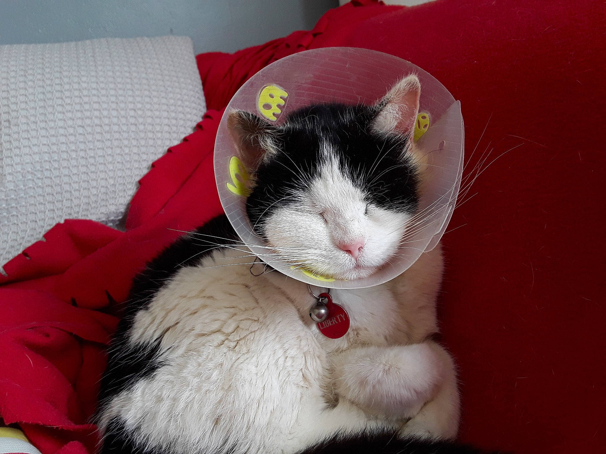 Liberty participe au concours pour gagner de l'argent avec cette photo : american_wirehair, asian, carnivore, cat, claw, domestic_short_haired_cat, ear, felidae, fur, japanese_bobtail, kitten, mammal, paw, polydactyl_cat, small_to_medium_sized_cats, snout, tail, whiskers