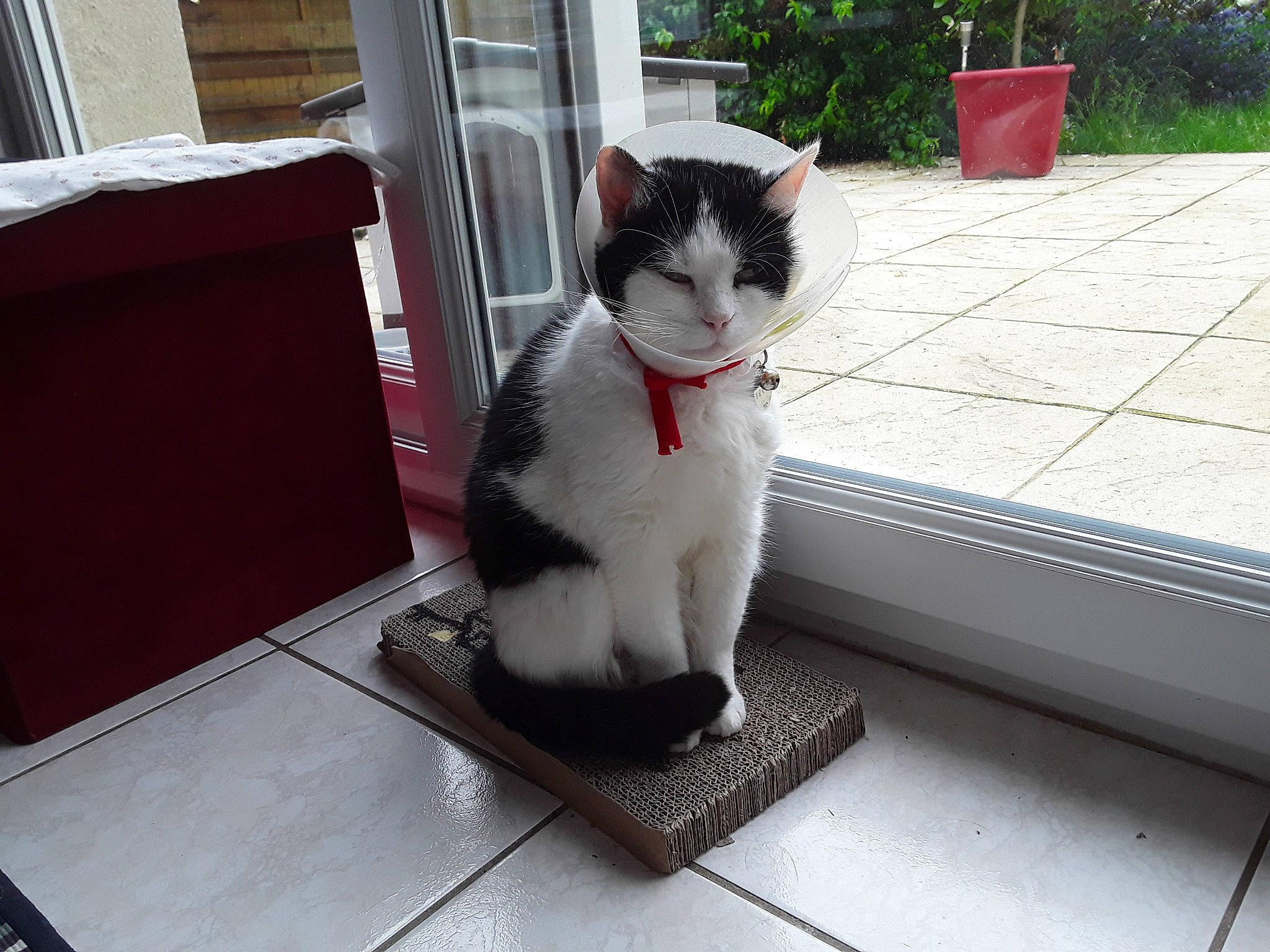 Liberty a rejoint le concours — aidez-le/la à gagner de superbes lots ! aegean_cat, black_and_white, carnivore, cat, domestic_short_haired_cat, european_shorthair, felidae, floor, fur, japanese_bobtail, leg, polydactyl_cat, small_to_medium_sized_cats, snapshot, snout, tail, whiskers, window