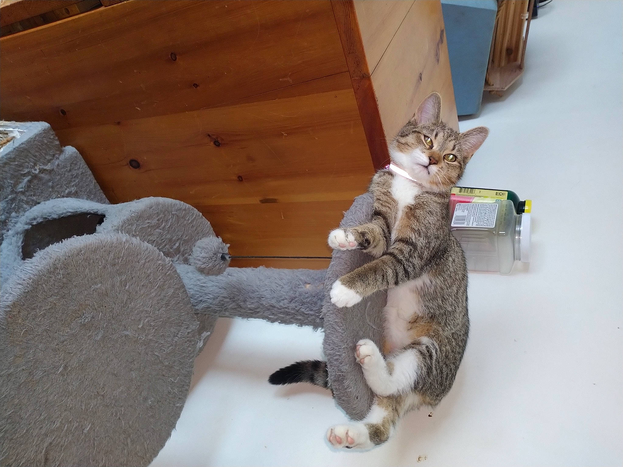 Ella is registered to the contest to win money with this photo: box, carnivore, cat, claw, comfort, domestic_short_haired_cat, fawn, felidae, fur, grey, hardwood, paw, shipping_box, sitting, small_to_medium_sized_cats, stuffed_toy, tail, toy, whiskers, wood