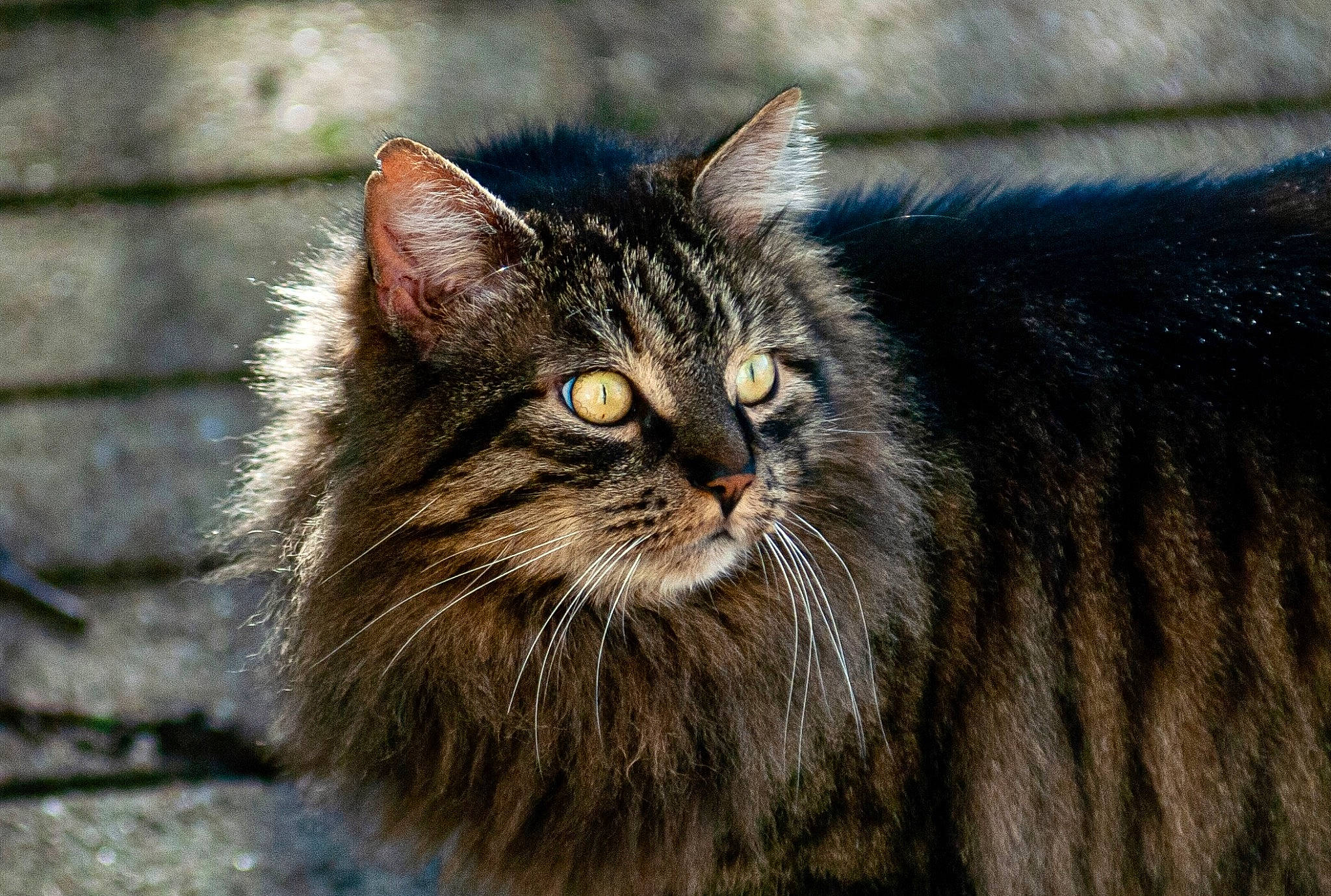 Vagabond participe au concours pour gagner de l'argent avec cette photo : british_longhair, carnivore, cat, domestic_short_haired_cat, felidae, fur, grass, hair, maine_coon, norwegian_forest_cat, small_to_medium_sized_cats, snout, terrestrial_animal, tree, whiskers, wildlife, wood