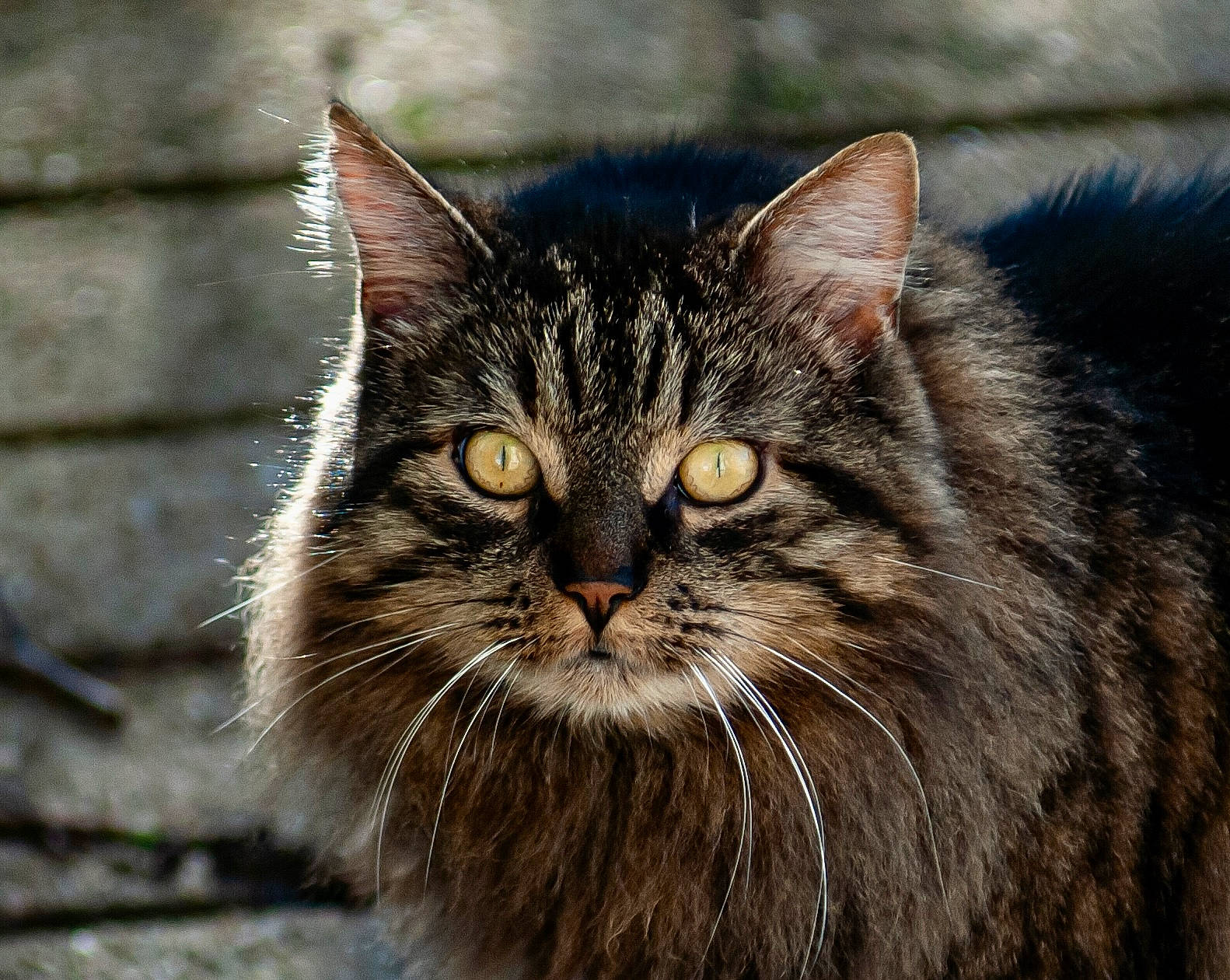 Vagabond a rejoint le concours — aidez-le/la à gagner de superbes lots ! carnivore, cat, close_up, domestic_short_haired_cat, felidae, fur, grass, maine_coon, norwegian_forest_cat, small_to_medium_sized_cats, snout, terrestrial_animal, tree, whiskers, wildlife, wood