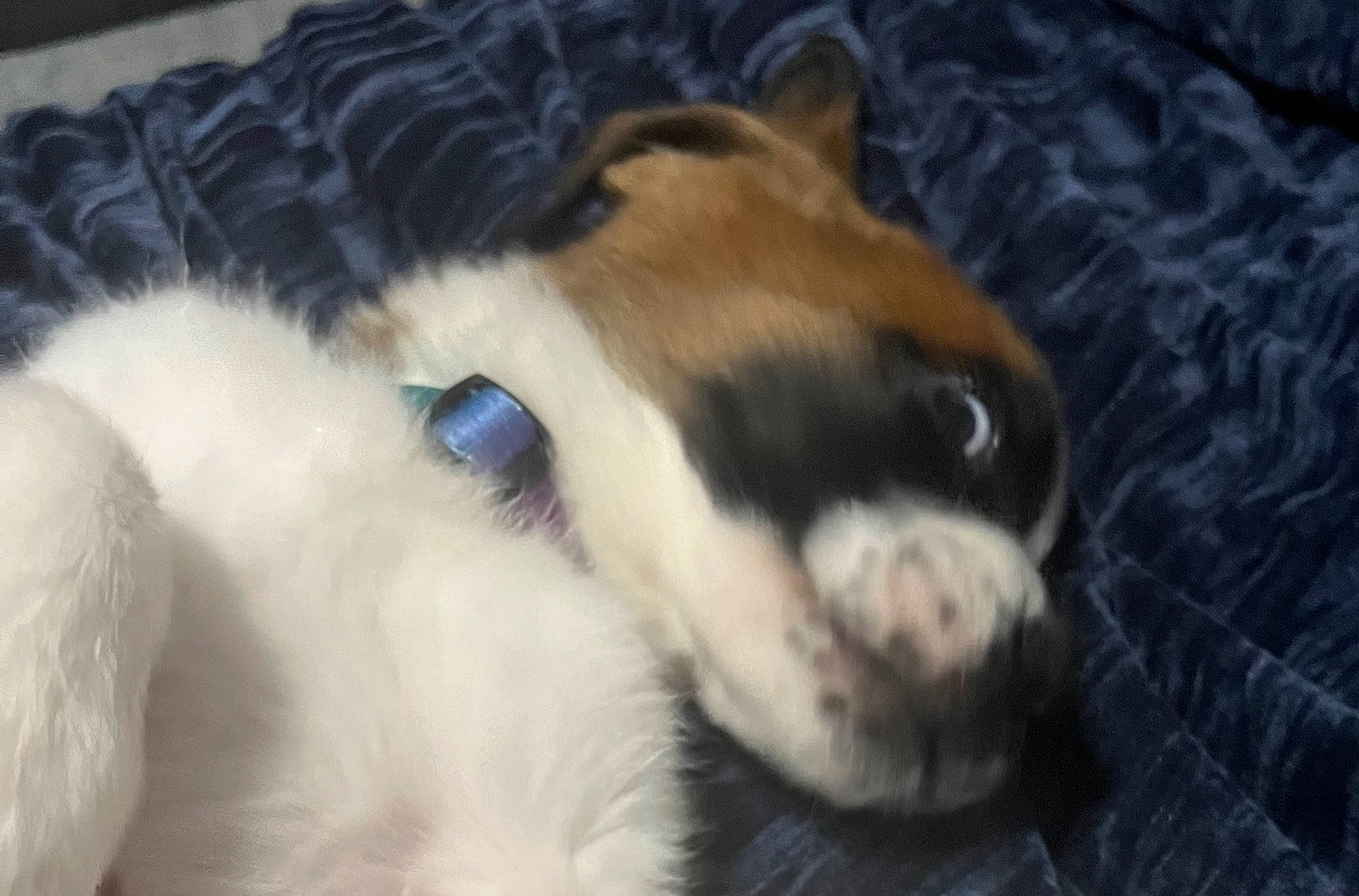 Macy joined the competition — help win amazing prizes! canidae, carnivore, claw, comfort, companion_dog, dog_breed, fawn, felidae, fur, mammal, paw, pet_supply, puppy, small_to_medium_sized_cats, sporting_group, tail, terrestrial_animal, whiskers, working_animal