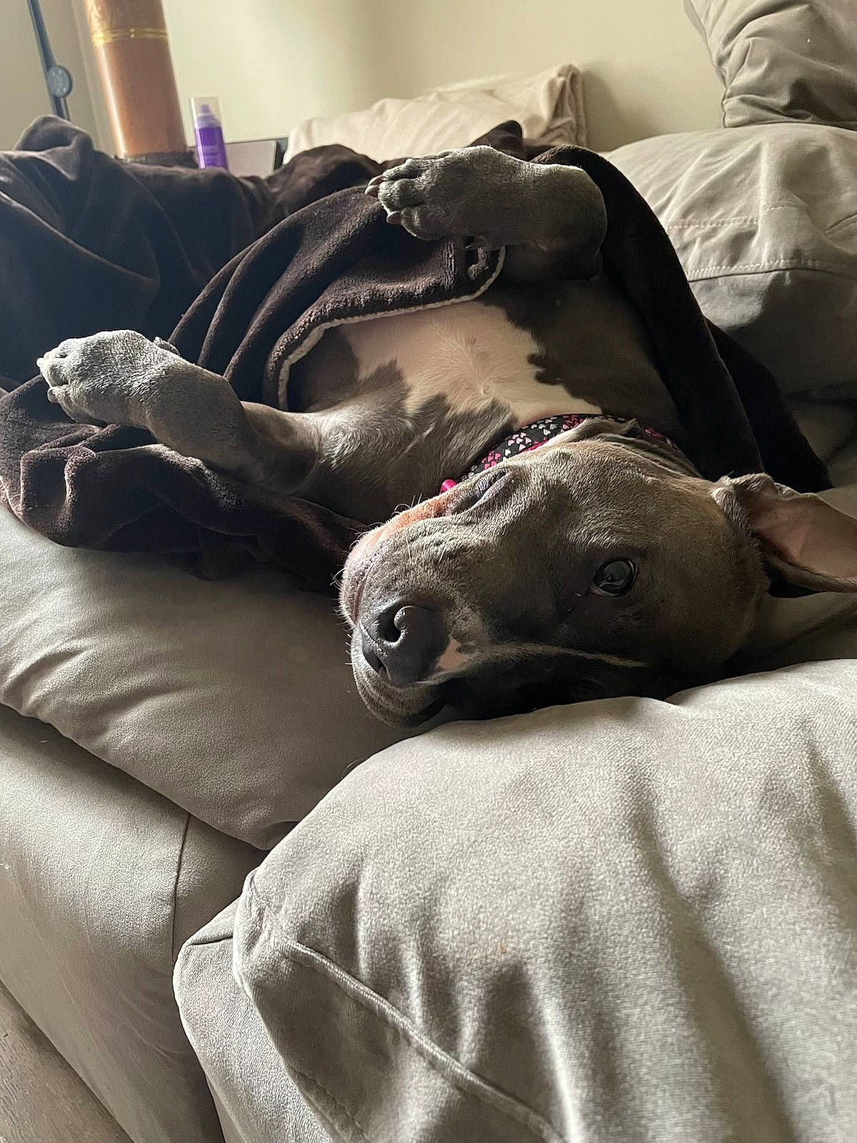 Brinley joined the competition — help win amazing prizes! bed, bedding, bedroom, canidae, carnivore, comfort, companion_dog, couch, dog, dog_breed, fur, grey, human_leg, linens, monochrome_photography, nap, room, sporting_group, textile, whiskers