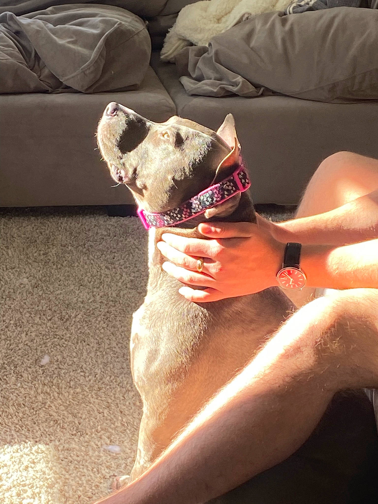 Brinley is registered to the contest to win money with this photo: barefoot, carnivore, comfort, companion_dog, couch, dog, dog_breed, elbow, fawn, felidae, finger, foot, human_leg, knee, nail, small_to_medium_sized_cats, snout, thigh, whiskers, wrist
