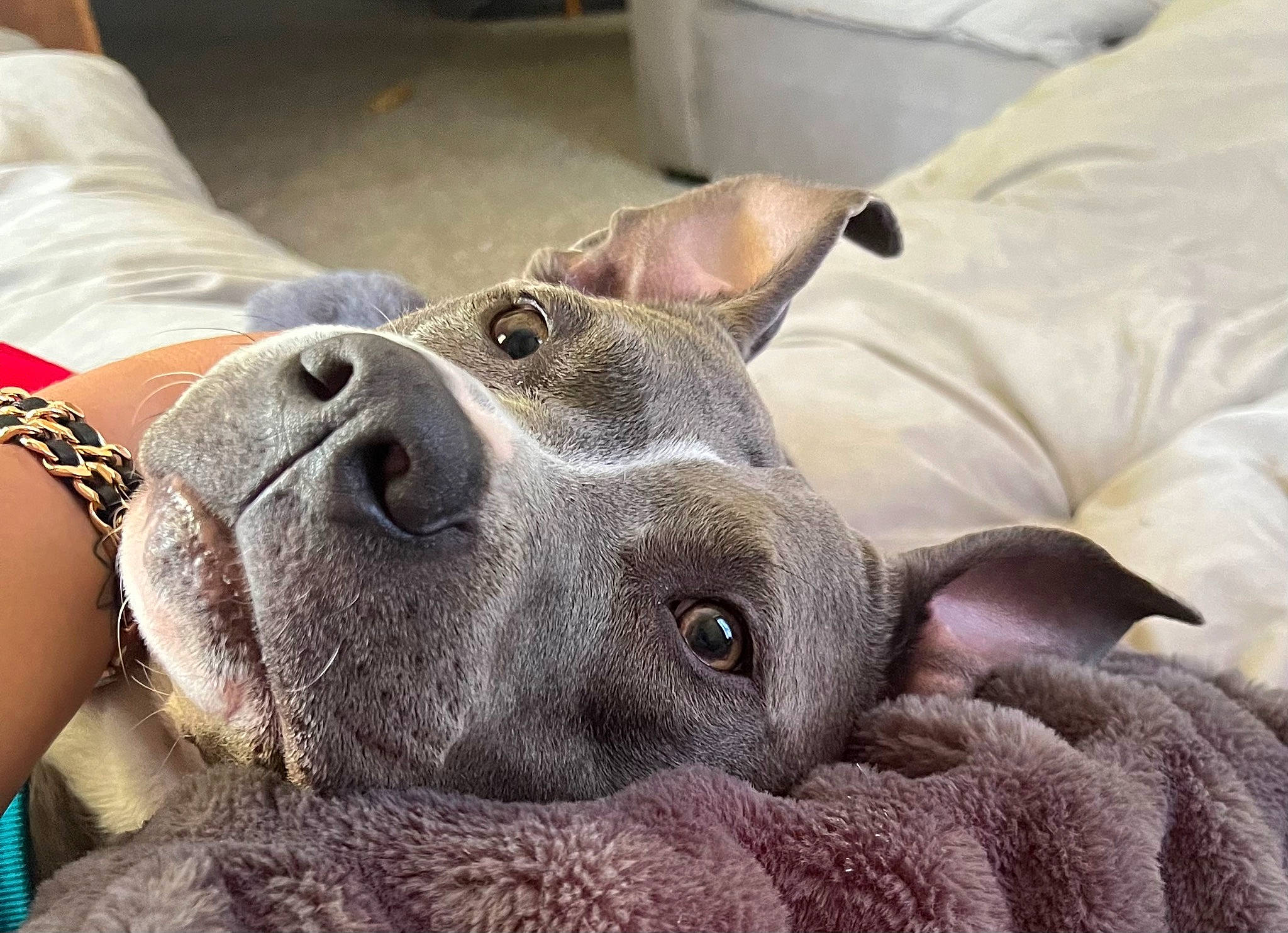 Brinley joined the competition — help win amazing prizes! canidae, carnivore, collar, comfort, companion_dog, dog, dog_breed, foot, fur, guard_dog, non_sporting_group, snout, terrestrial_animal, whiskers, working_animal, wrinkle