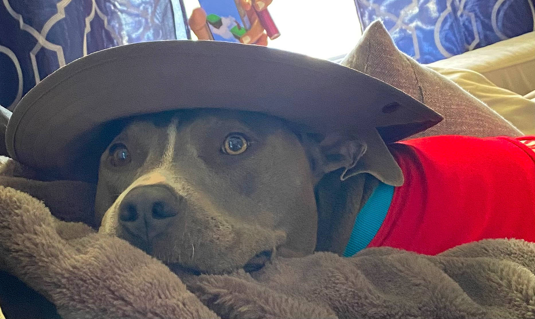 Brinley joined the competition — help win amazing prizes! canidae, cap, carnivore, comfort, companion_dog, cowboy_hat, dog, dog_breed, fashion_accessory, fawn, fedora, fun, fur, hat, personal_protective_equipment, snout, sporting_group, sun_hat, whiskers, working_animal