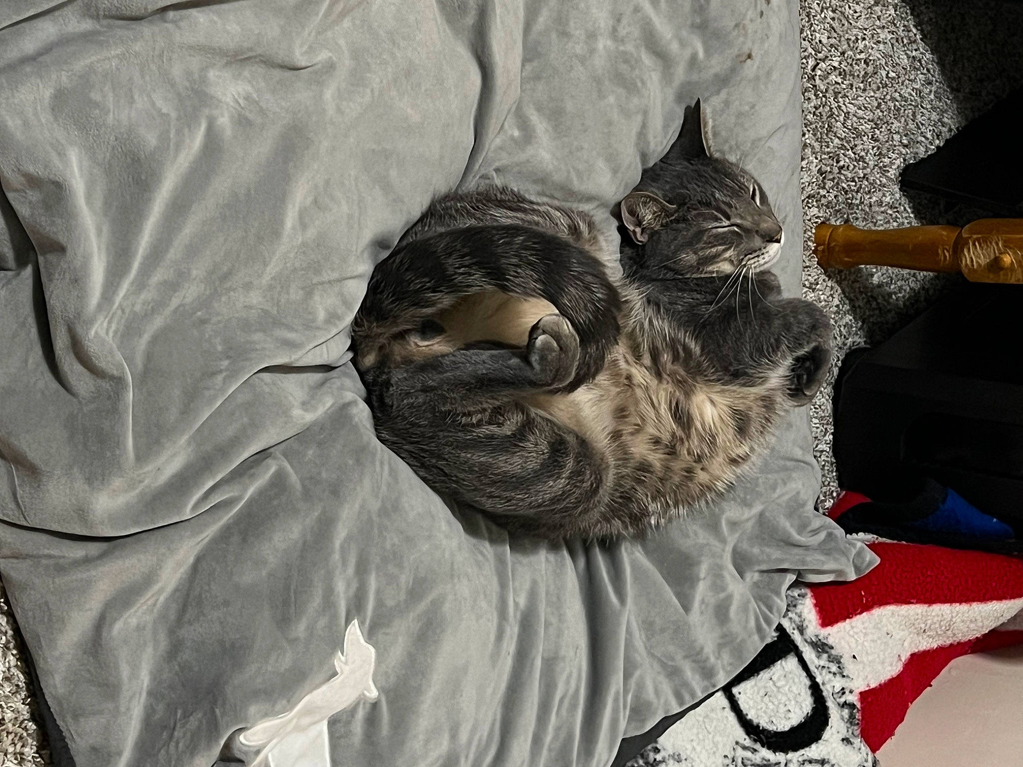 Alistar joined the competition — help win amazing prizes! art, carnivore, cat, comfort, domestic_short_haired_cat, eyewear, feather, felidae, fur, goggles, grey, illustration, painting, sleeve, small_to_medium_sized_cats, sunglasses, tail, textile, visual_arts, whiskers