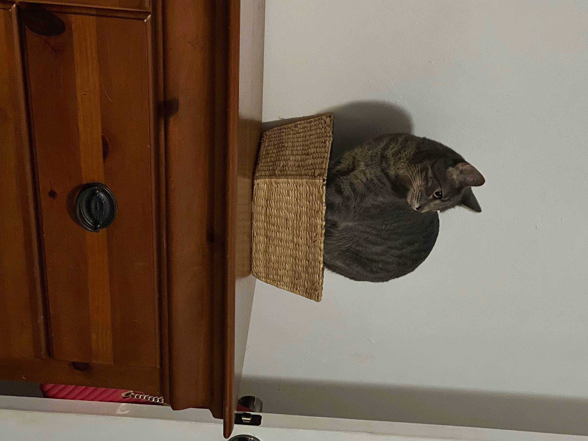 Alistar joined the competition — help win amazing prizes! bookcase, cabinetry, carnivore, cat, cat_supply, domestic_short_haired_cat, felidae, hardwood, home_accessories, office_supplies, pet_supply, plywood, room, shelf, shelving, small_to_medium_sized_cats, tail, whiskers, wood, wood_stain