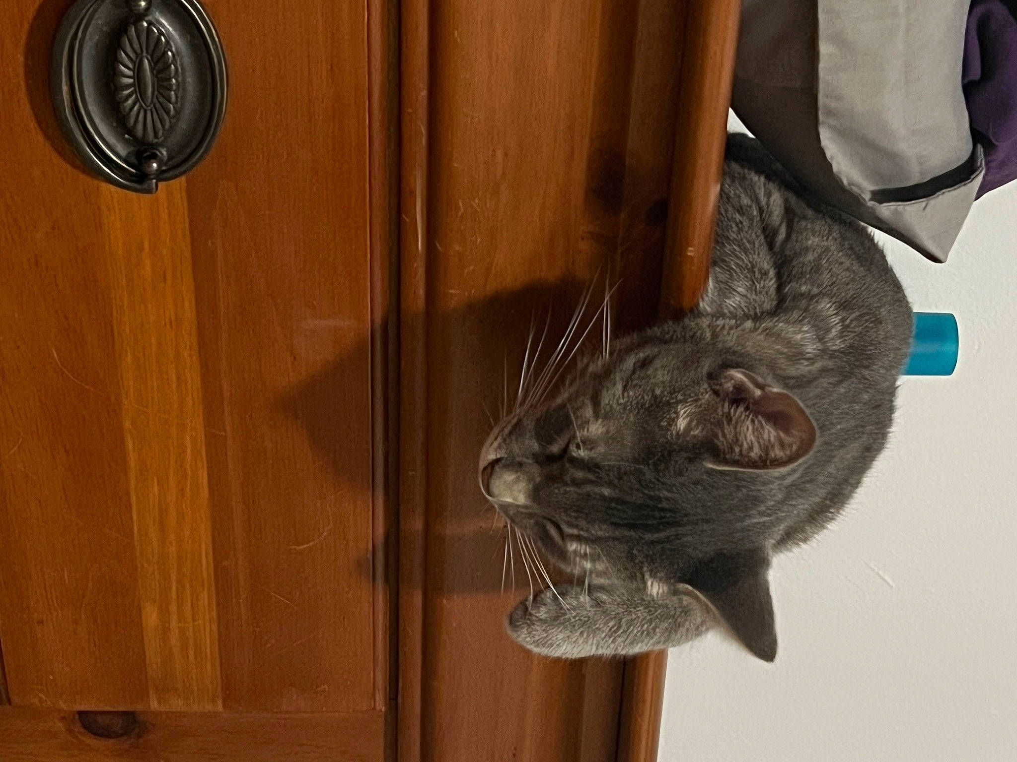Alistar joined the competition — help win amazing prizes! carnivore, cat, domestic_short_haired_cat, door, door_handle, felidae, fur, hardwood, home_door, plank, plywood, sculpture, small_to_medium_sized_cats, sporting_group, statue, tail, varnish, whiskers, wood, wood_stain