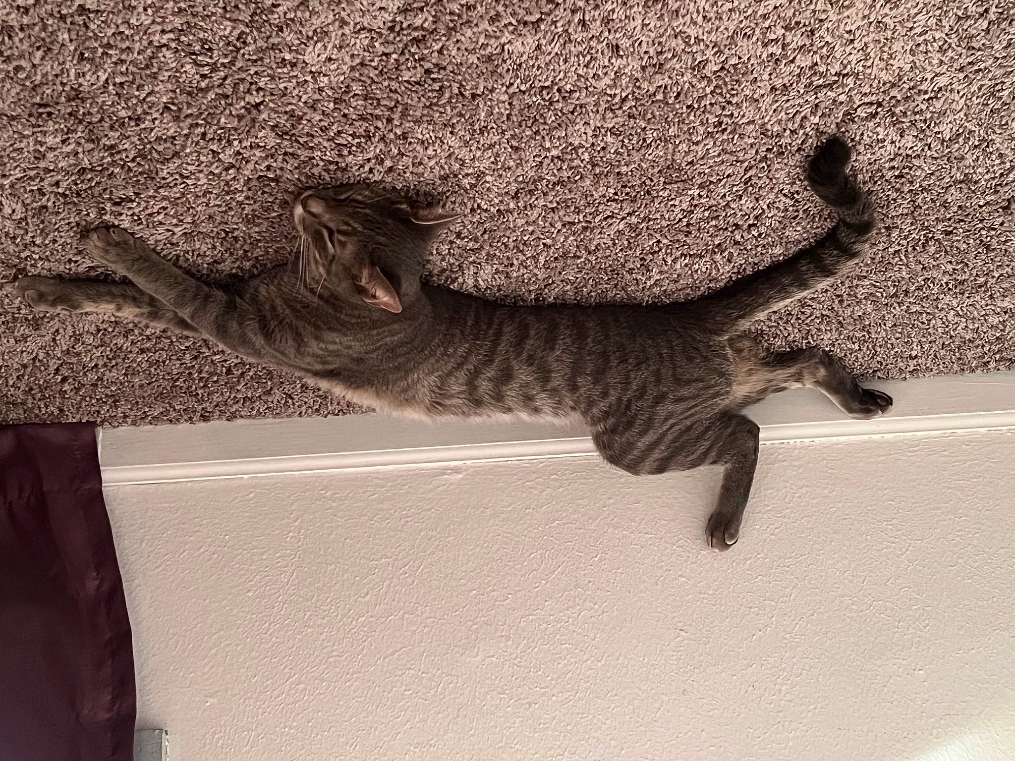 Alistar joined the competition — help win amazing prizes! art, carnivore, cat, claw, domestic_short_haired_cat, felidae, fur, grey, mammal, metal, monochrome_photography, sculpture, shadow, small_to_medium_sized_cats, tail, terrestrial_animal, vertebrate, visual_arts, whiskers, wood