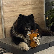 Taho participe au concours pour gagner de l'argent avec cette photo : dog, black_dog, fluffy, long_hair, pet, stuffed_animal, reindeer, christmas, holiday, cushion, indoor, wood_paneling, tile_floor, home, portrait, sitting, lying_down, front_facing, festive, cozy