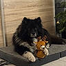 dog, black_dog, fluffy, long_hair, pet, stuffed_animal, reindeer, christmas, holiday, cushion, indoor, wood_paneling, tile_floor, home, portrait, sitting, lying_down, front_facing, festive, cozy