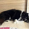 Taho a rejoint le concours — aidez-le/la à gagner de superbes lots ! dog, sleeping, fluffy, black_and_white, long_hair, pet, animal, indoors, floor, tile_floor, couch, home, relaxed, resting, lying_down, tail, paws, furry, nap, portrait