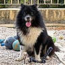 dog, fluffy, black_and_white, sitting, panting, tongue, pet, animal, outdoor, backyard, gravel, fence, garden, toys, ball, rope_toy, collar, leash, portrait, happy