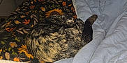 Punkin is registered to the contest to win money with this photo: animal, bed, blanket, cat, comforter, cozy, curled_up, domestic, floral_pattern, furniture, home, indoor, patterned, resting, sleeping, soft, storage_bins, striped, tail, television