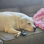 Lola joined the competition — help win amazing prizes! dog, white_dog, couch, remote_control, blanket, indoor, pet, resting, sleepy, paw, fur, nose, ear, side_view, living_room, cozy, relaxed, domestic_animal, comfort, furniture