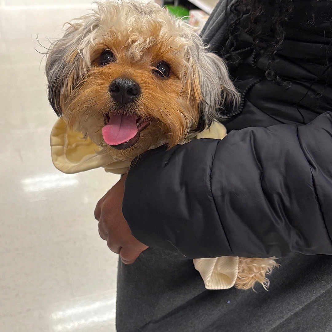 Braxtyn is registered to the contest to win money with this photo: animal, black_clothing, canine, curly_hair, cute, dog, fur, happy, holding, indoor, jacket, person, pet, products, retail, shelf, shopping_aisle, smiling, store, tongue_out